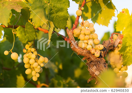 white grapes on a bright sunny day in a vineyard in Salento, Apulia, Italy, space for text 62940830