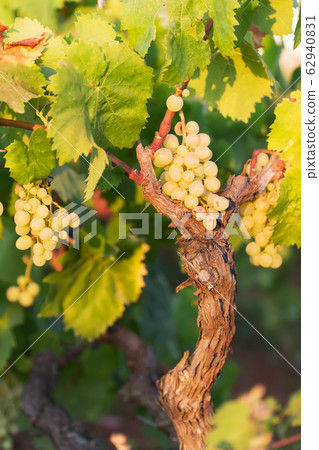 white grapes on a bright sunny day in a vineyard in Salento, Apulia, Italy, space for text white grapes on a bright sunny day in a vineyard in Salento, Apulia, Italy, space for text 62940831