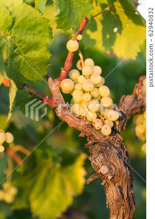 white grapes on a bright sunny day in a vineyard in Salento, Apulia, Italy, space for text 62940832