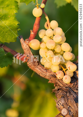 white grapes on a bright sunny day in a vineyard in Salento, Apulia, Italy, space for text 62940833