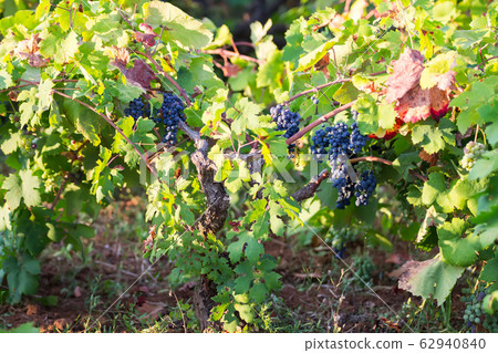 Italian purple grapes on vine in garden, Apulia Italian purple grapes on vine in garden, Apulia 62940840