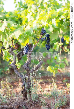Vine and vineyard, outdoors an Italian landscape, Puglia, Primitivo grapes Vine and vineyard, outdoors an Italian landscape, Puglia, Primitivo grapes 62940848