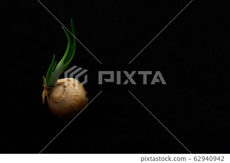 Sprouting onion isolated on black background close Sprouting onion isolated on black background close 62940942