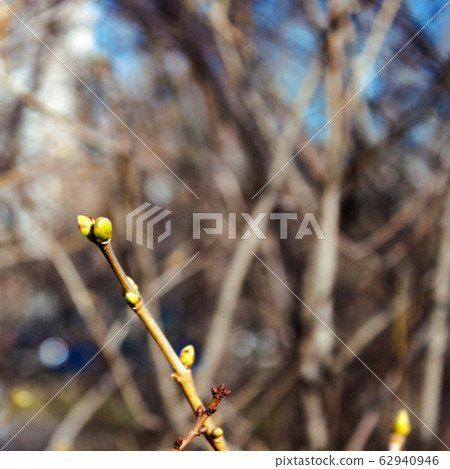 Lilac bud, twigs, city landscape natural blue sky Lilac bud, twigs, city landscape natural blue sky 62940946