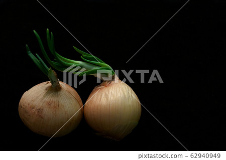 Sprouting onion group of two isolated on black Sprouting onion group of two isolated on black 62940949