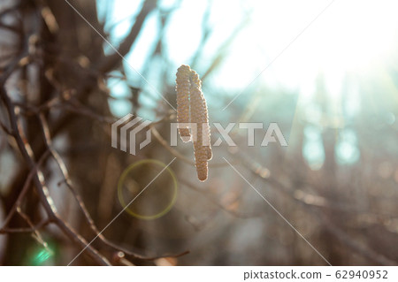 Birch tree yellow color catkins hang on tree in 62940952