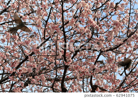 櫻花和鵯 62941075