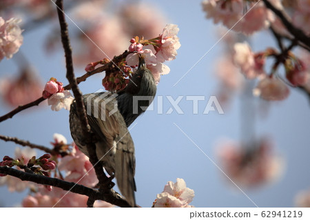 Cherry blossoms and bulbul 62941219