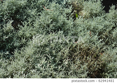 Cypress lavender cotton Cypress lavender cotton 62941481