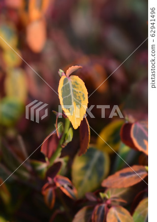 Wintercreeper Emerald and Gold 62941496