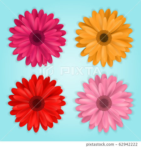 vector collection of colored realistic gerbera flowers on blue background 62942222