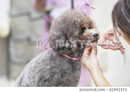 Woman doing trimming 62942353