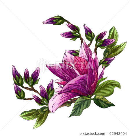 Watercolor illustration of pink Magnolia flowers. 62942404