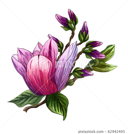 Watercolor illustration of pink Magnolia flowers. 62942405