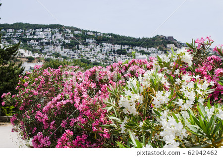 Pink and white blooming Nerium oleander in the garden in sunny day. 62942462