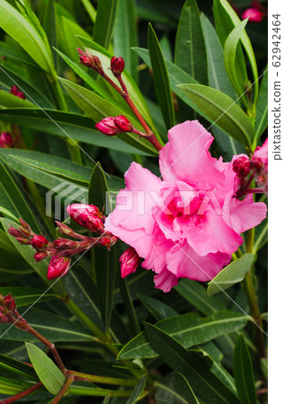 Pink blooming Pink blooming Nerium oleander in the garden in sunny day.Nerium oleander in the garden. 62942464