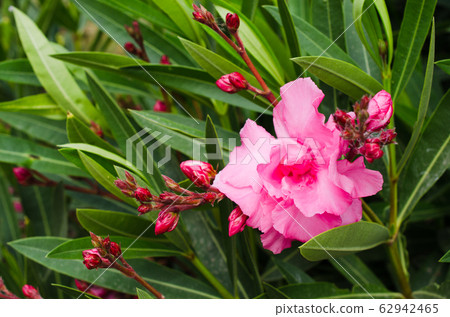 Pink blooming Nerium oleander in the garden in sunny day. Pink blooming Nerium oleander in the garden in sunny day. 62942465
