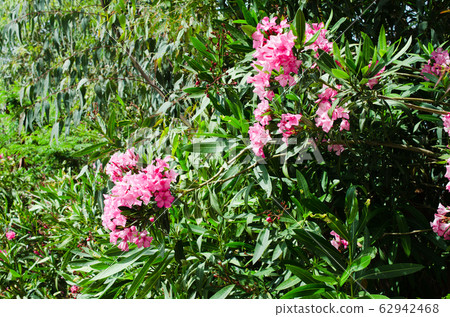 Pink blooming Nerium oleander in the garden in sunny day. 62942468