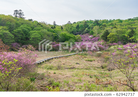 栃木縣鹿沼市Yokone Plateau Well Wetland（五月） 62942737