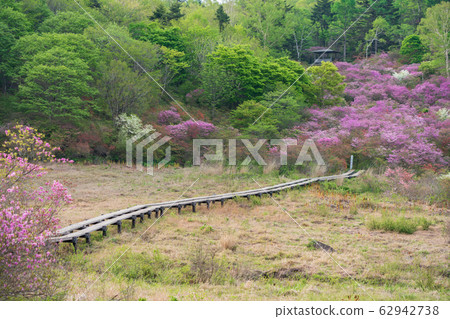 栃木縣鹿沼市Yokone Plateau Well Wetland（五月） 62942738