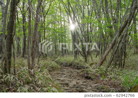 Kanuma City, Tochigi Prefecture Yokone Plateau (May) 62942766