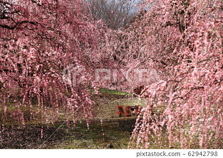 春天花之野 62942798