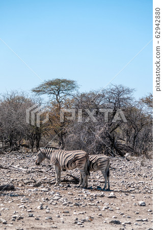 Zebras in Etosha National Park. 62942880
