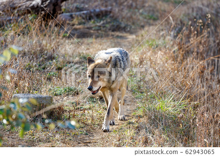 Tama Animal Park, Tyric Wolf (Hiroshi Wolf) 62943065