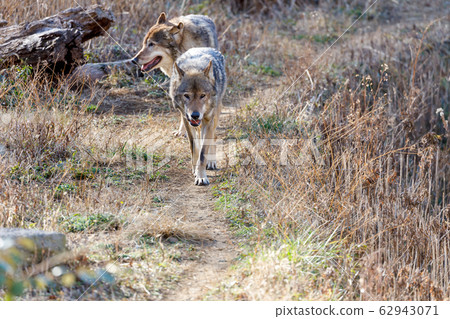 多摩動物園,Tyric Wolf(Hiroshi Wolf) 多摩動物園,Tyric Wolf(Hiroshi Wolf) 62943071