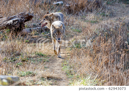多摩動物園,Tyric Wolf(Hiroshi Wolf) 多摩動物園,Tyric Wolf(Hiroshi Wolf) 62943073