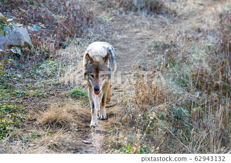 Tama Animal Park, Tyric Wolf (Hiroshi Wolf) Tama Animal Park, Tyric Wolf (Hiroshi Wolf) 62943132