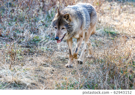 Tama Animal Park, Tyric Wolf (Hiroshi Wolf) 62943152