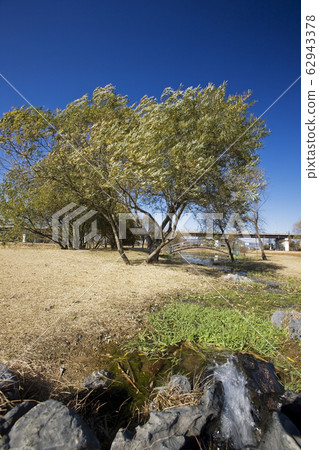 一棵樹旁的小溪 一棵樹旁的小溪 62943378