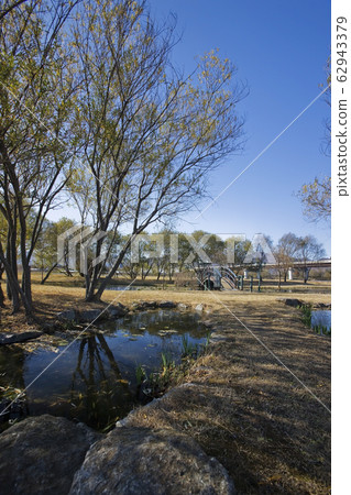 一棵樹旁的小溪 62943379