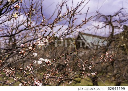 （神奈川縣）蘇加中川原拜林瑞雲寺 62943399