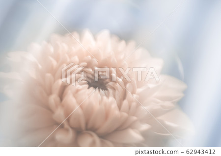 Closeup view of light pink dahlia flower with soft focus, pastel colors. Greeting card concept Closeup view of light pink dahlia flower with soft focus, pastel colors. Greeting card concept 62943412