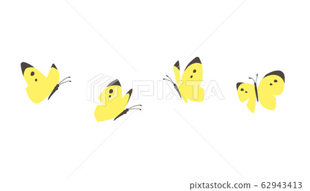 Flying butterfly 62943413