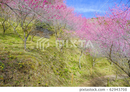 藍天，福壽草和紅梅 62943708