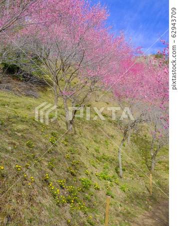 藍天,福壽草和紅梅(垂直) 藍天,福壽草和紅梅(垂直) 62943709