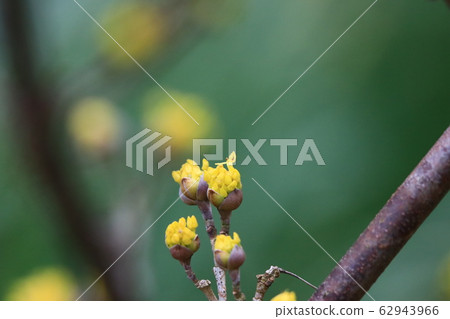 山茱萸 山茱萸 62943966