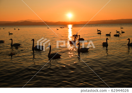 Swan of Inawashiro 62944026