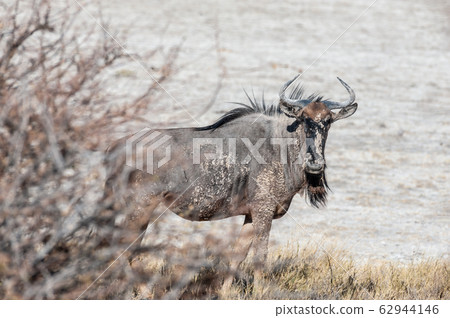Wildebeest on the plains of Etosha National Park Wildebeest on the plains of Etosha National Park 62944146