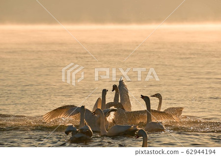 Swan of Inawashiro 62944194