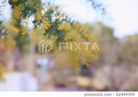 Acacia flowers Acacia flowers 62944304