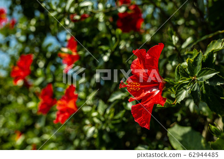 Southern flower hibiscus 62944485