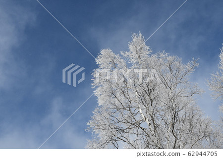 Birch trees and hoarfrost Birch trees and hoarfrost 62944705