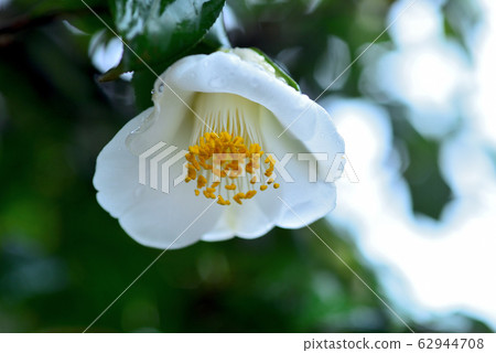 茶花 62944708