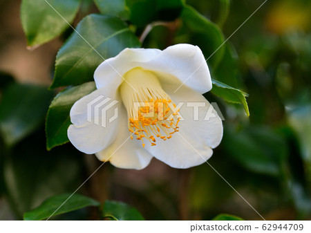 茶花 茶花 62944709