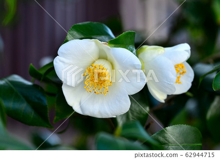 Camellia 62944715