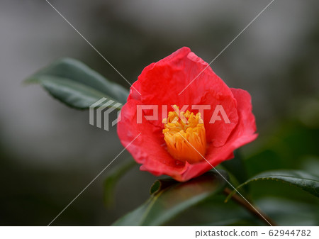 Camellia 62944782